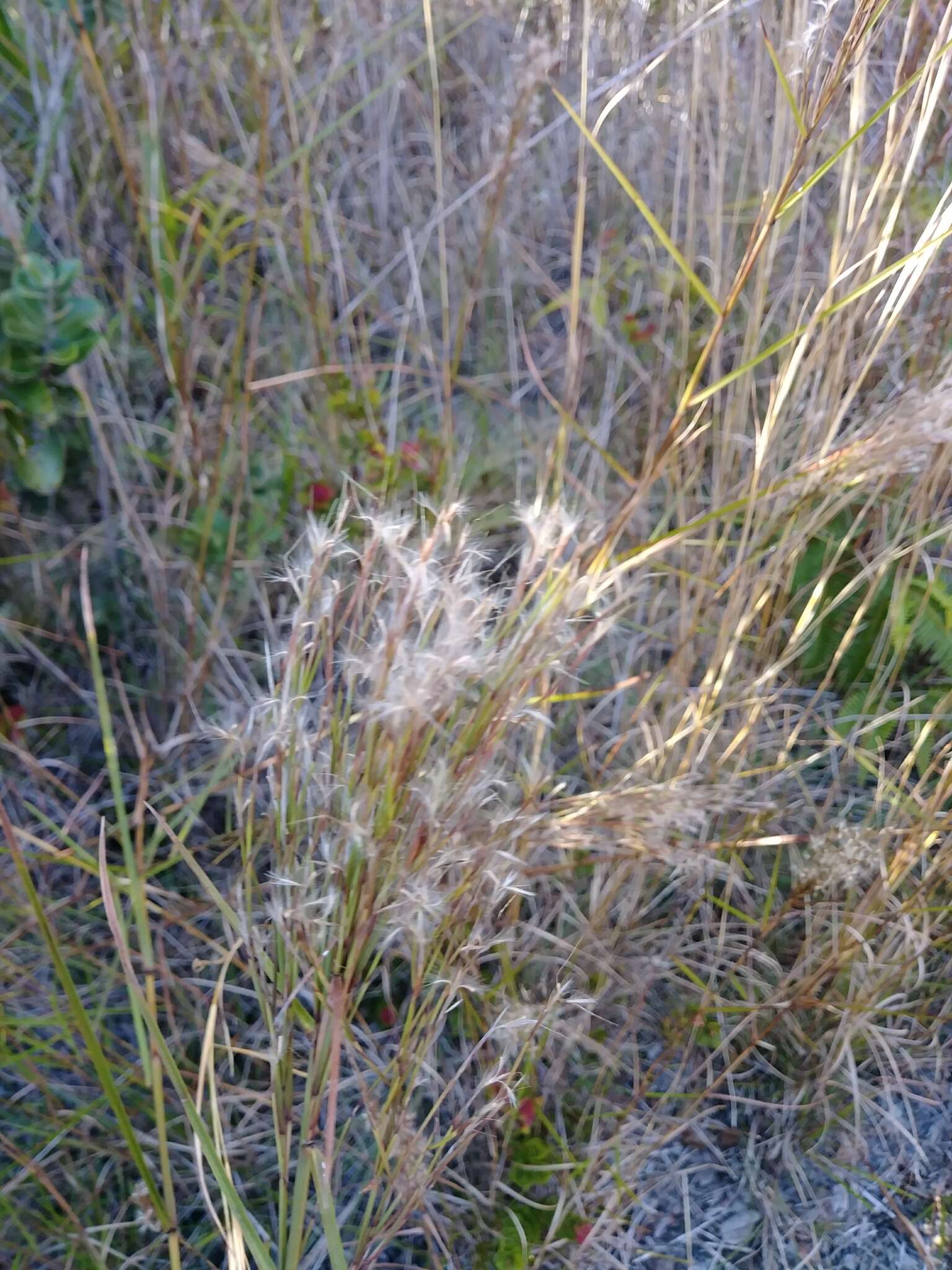 Image of Colombian bluestem