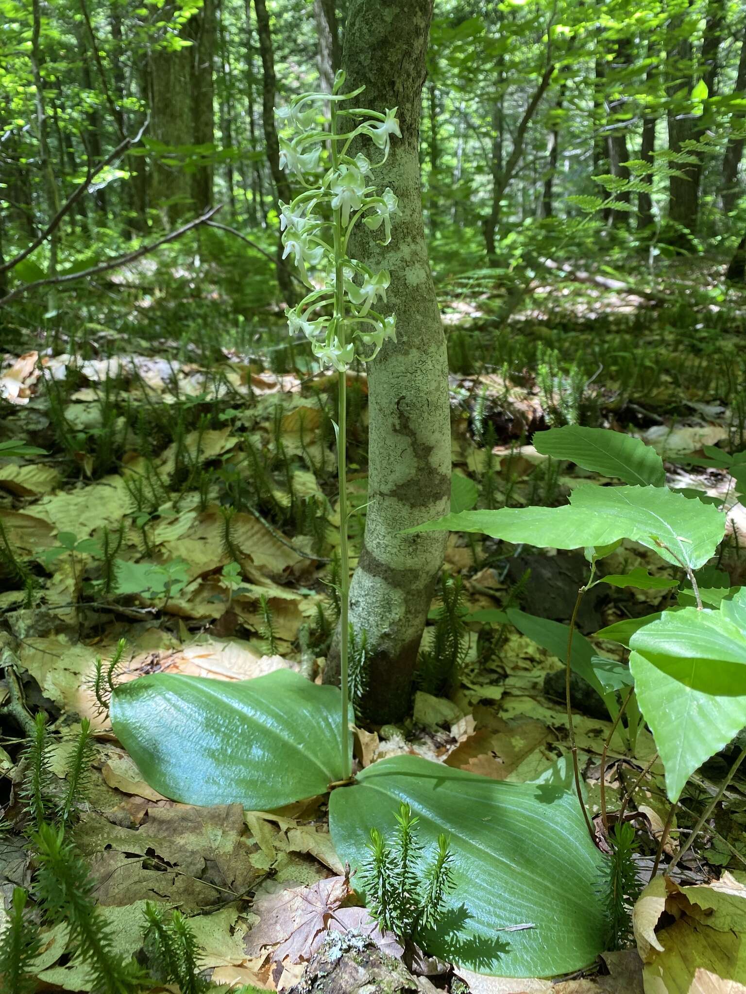 Слика од Platanthera orbiculata var. macrophylla (Goldie) Luer