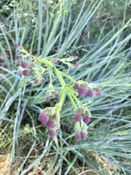 Image de Eryngium pandanifolium Cham. & Schltdl.