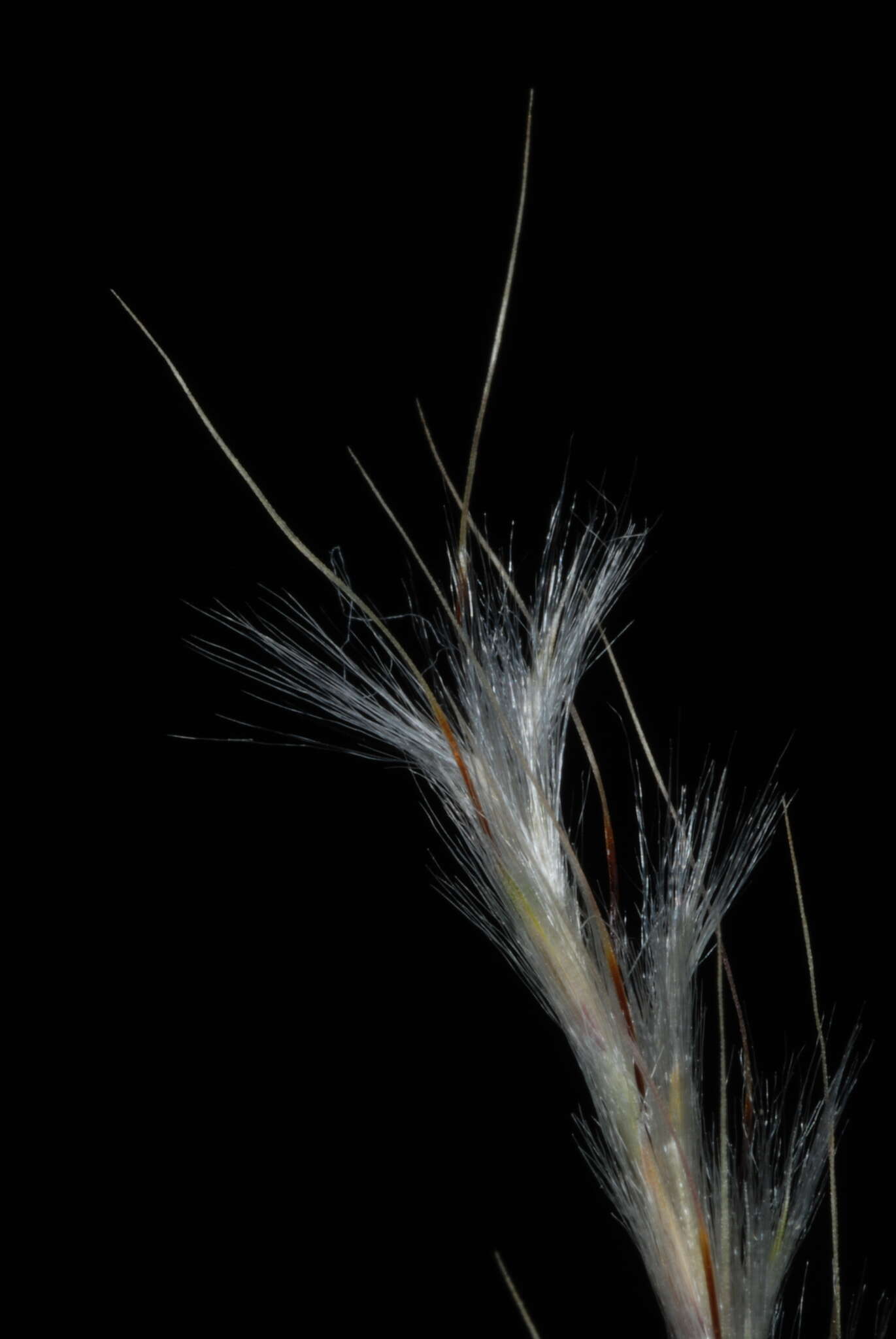 Image of Schizachyrium gracile (Spreng.) Nash