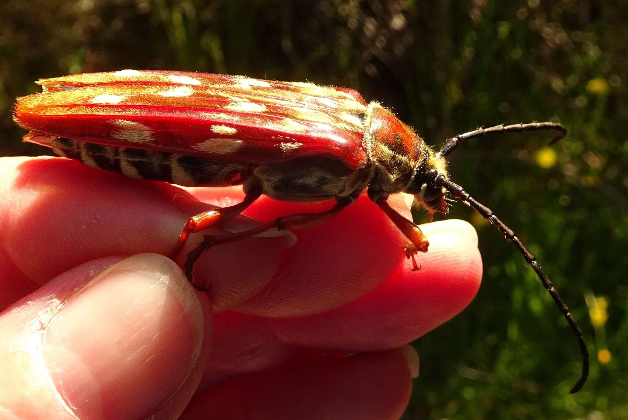 Image of Tragocerus lepidopterus (Schreibers 1802)