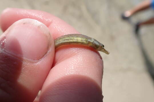 Image of American Gulf Pipefish