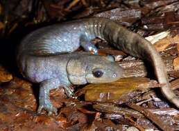 Image of Jefferson Salamander