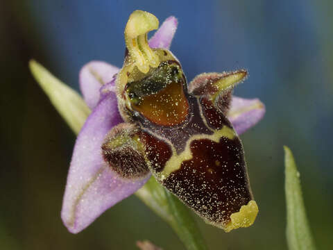 Image of Ophrys fuciflora subsp. heterochila