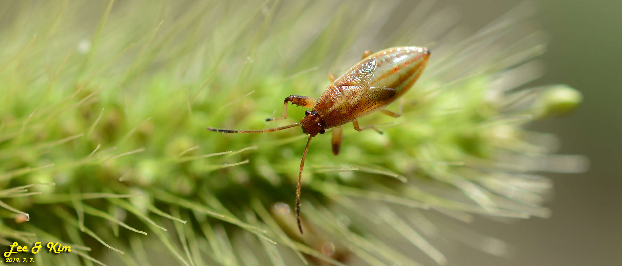 Image of Pachygrontha antennata (Uhler & P. R. 1860)