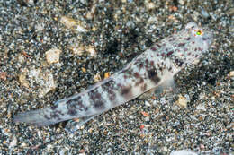 Image of Inexplicable shrimpgoby