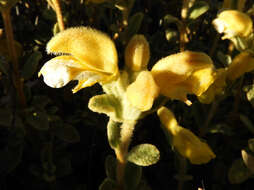 Image of Phlomis lanata Willd.