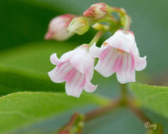 Image of flytrap dogbane