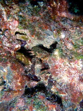 Image of Leach's squat lobster