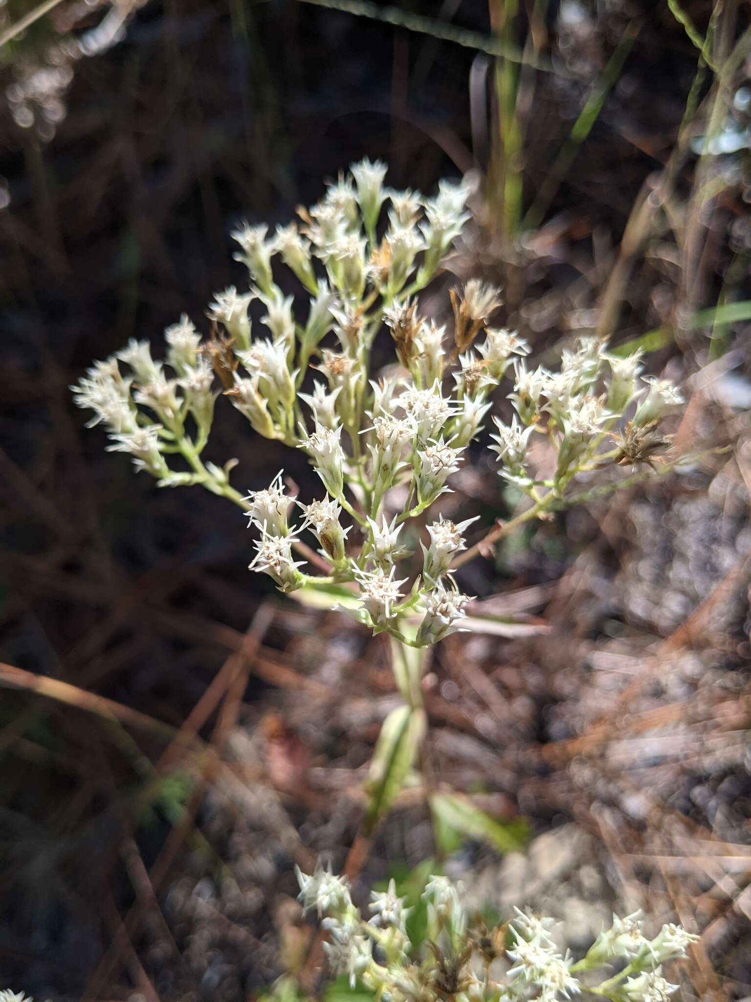 Eupatorium petaloideum Britt. resmi