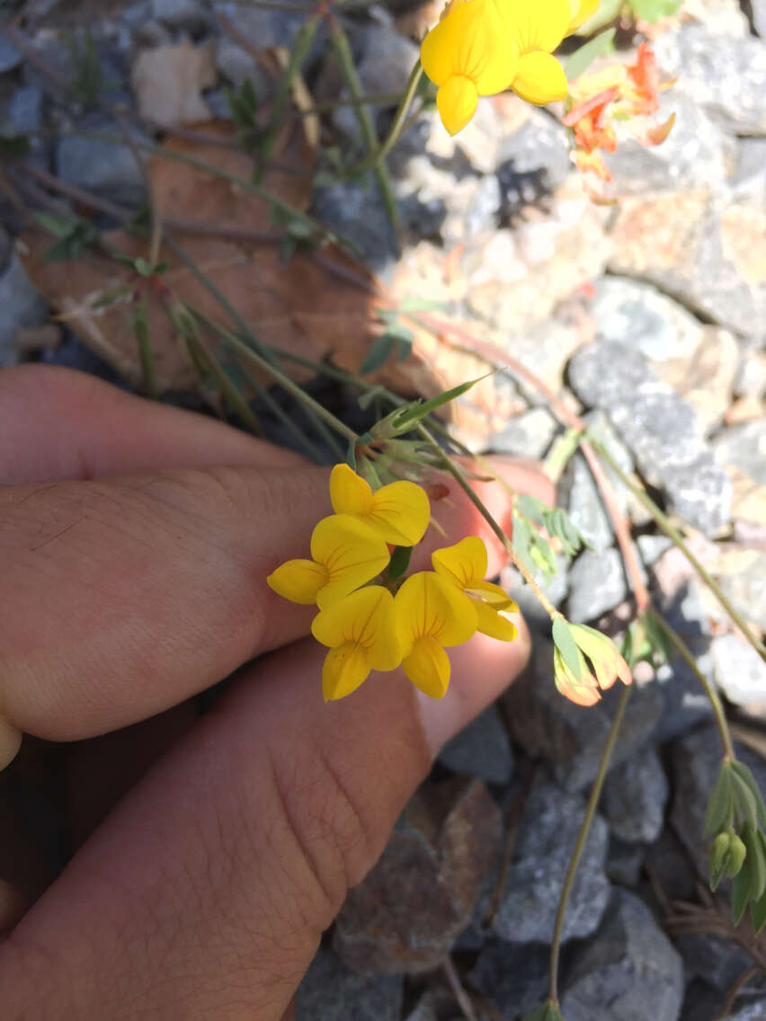 Image of bird's-foot trefoil