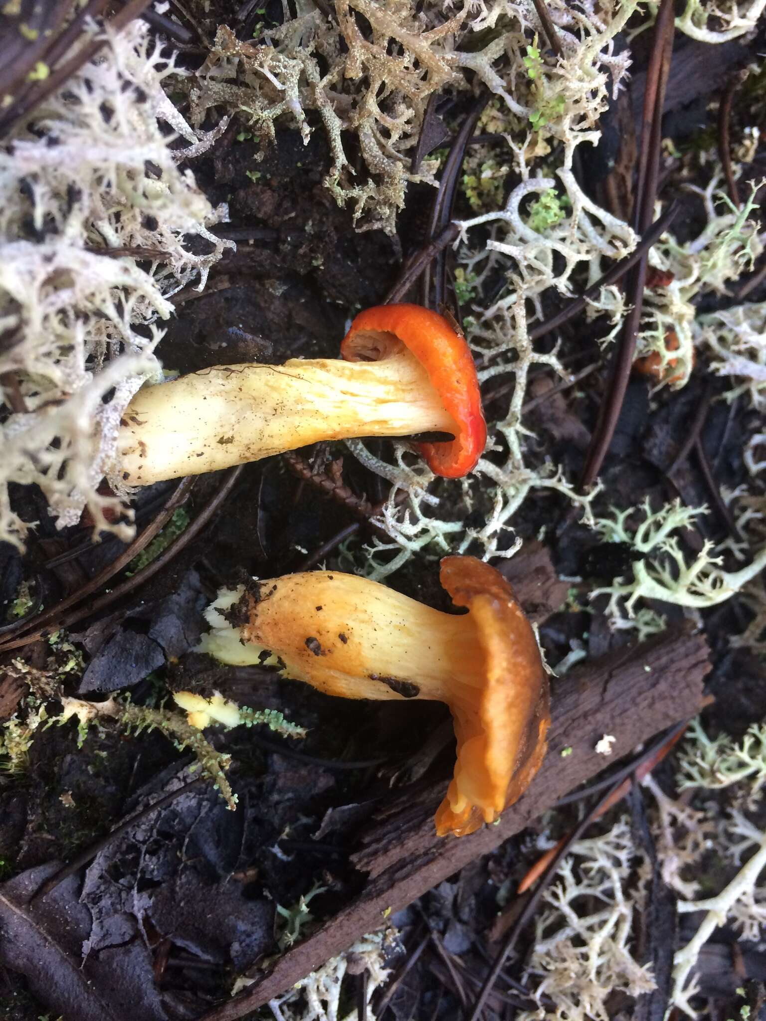 Image of Hygrophorus siccipes A. H. Sm. & Hesler 1954