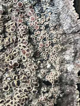 Image of matted lichen