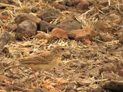 Image of Flappet Lark