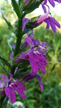 Image of lobelia