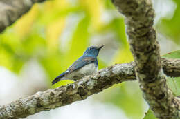 Image of Zappey's Flycatcher