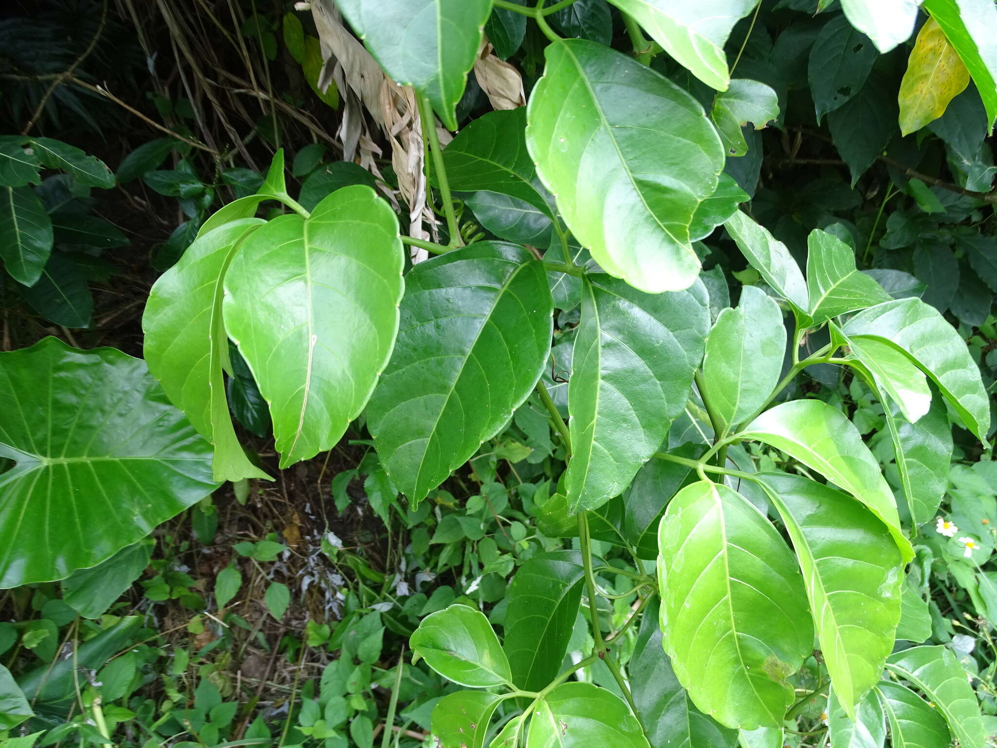 Image of Tetrastigma lanyuense Chang