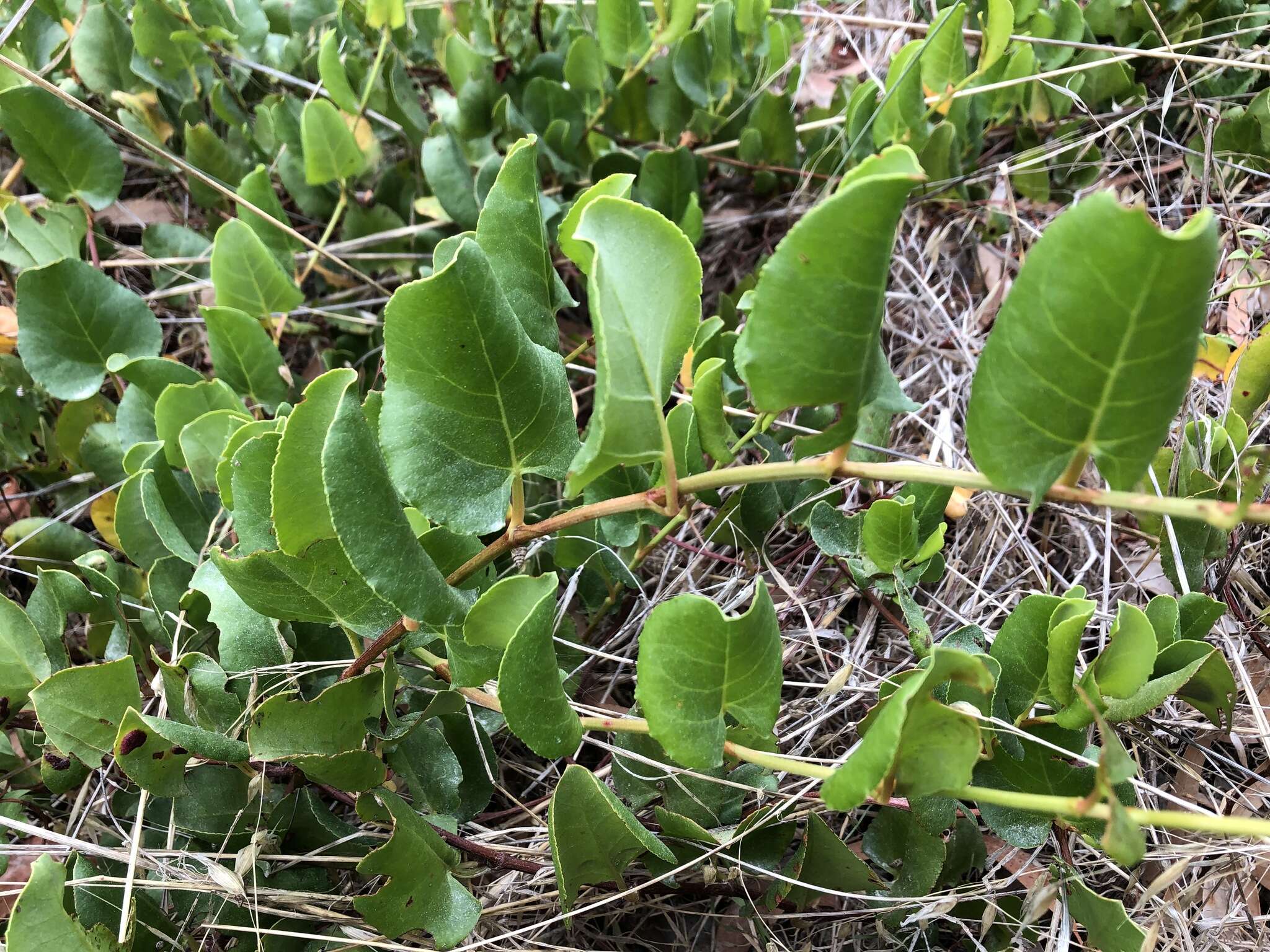 Image of Muehlenbeckia adpressa (Labill.) Meisn.