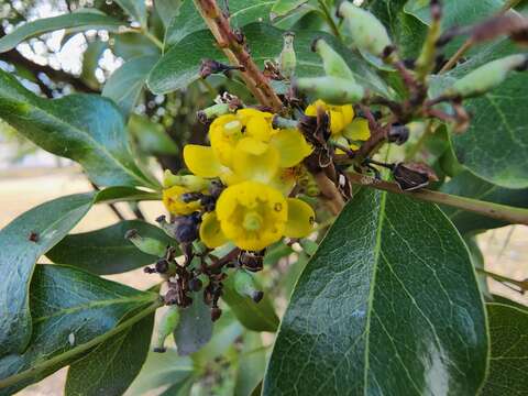 Image of <i>Berberis chochoco</i>