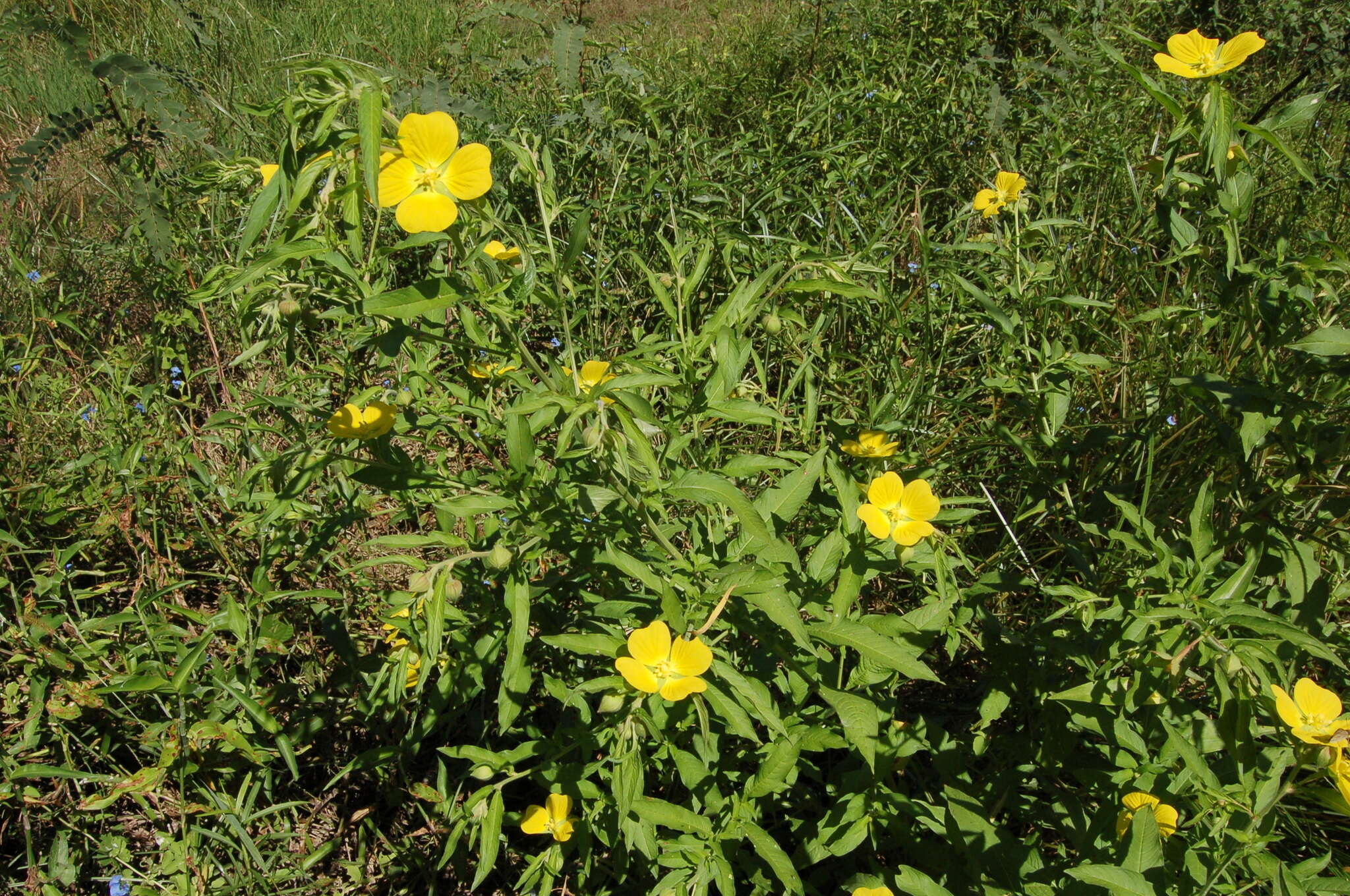 صورة Ludwigia bonariensis (Micheli) Hara