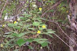 Image of Oxalis psoraleoides Kunth