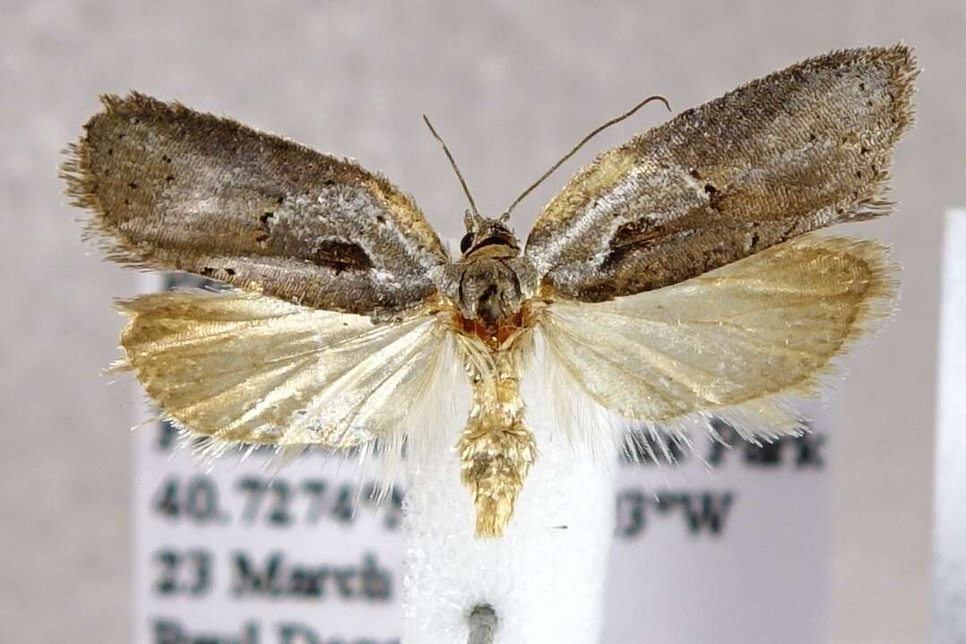 Image of Acleris maculidorsana Clemens 1864