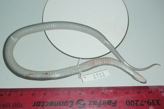 Image of Brown Snake