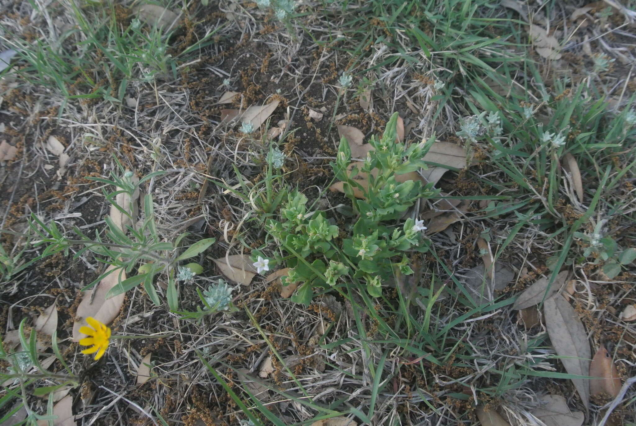 Imagem de Spigelia hedyotidea A. DC.