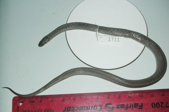 Image of Brown Snake
