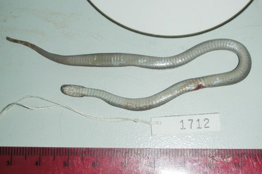 Image of Brown Snake