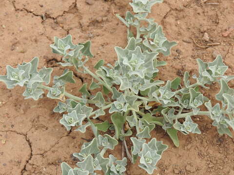 Chenopodium incanum (S Wats.) Heller的圖片