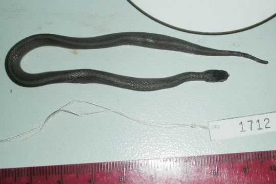 Image of Brown Snake