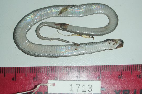 Image of Brown Snake