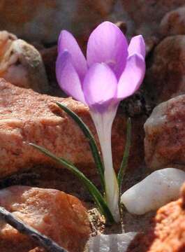 Image of Long Capecrocus