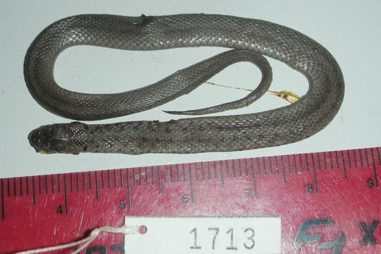 Image of Brown Snake