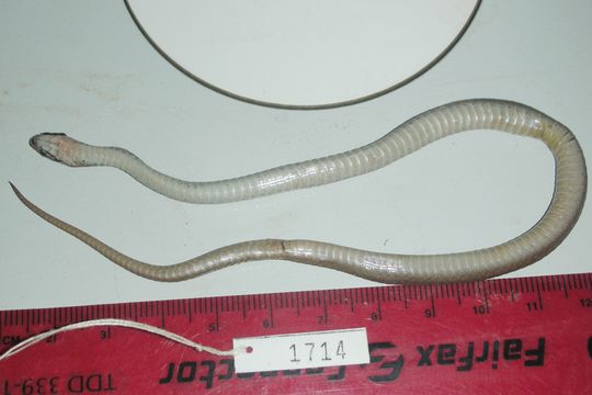 Image of Brown Snake