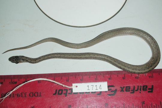 Image of Brown Snake