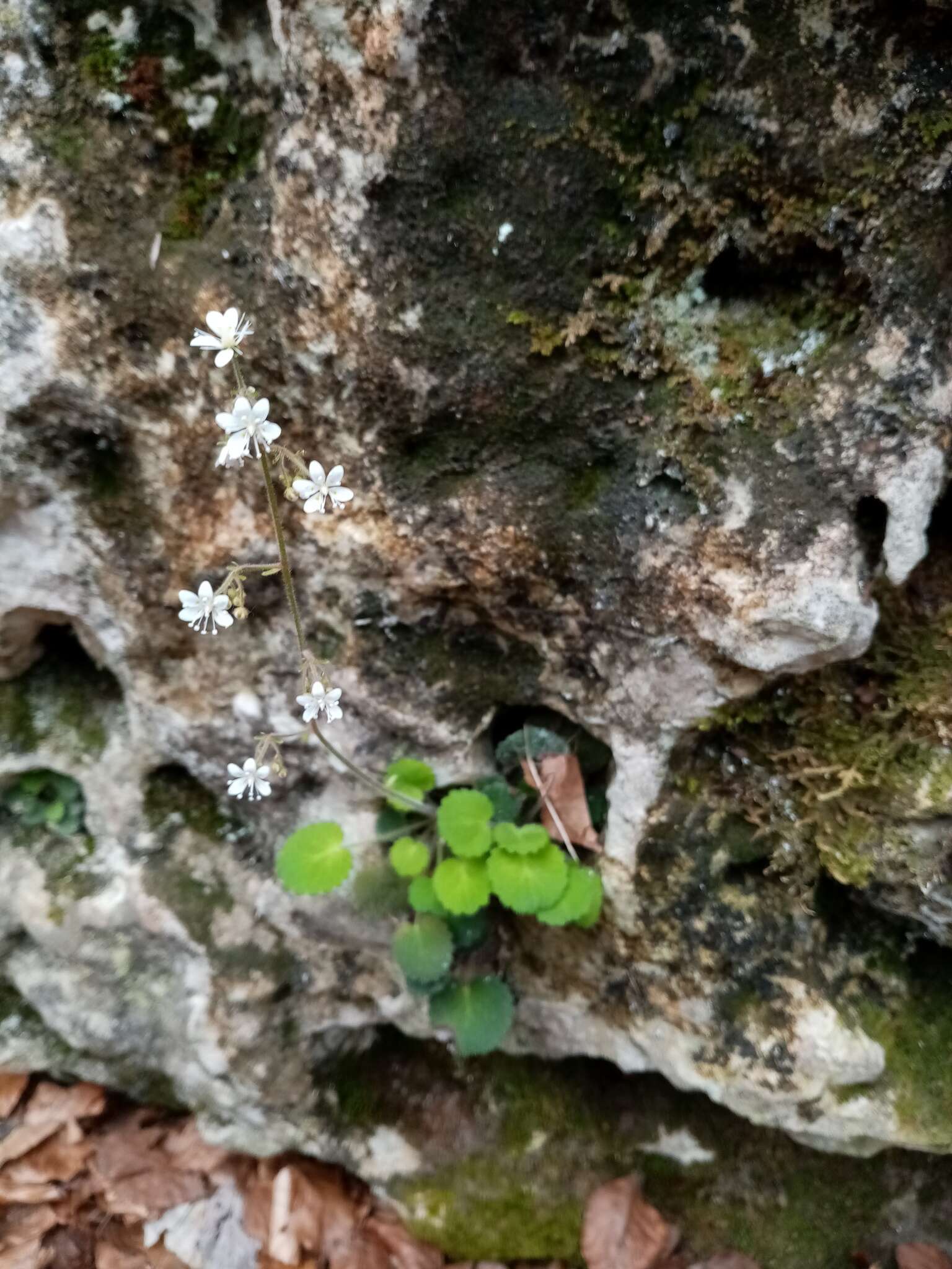 Plancia ëd Saxifraga hirsuta subsp. hirsuta