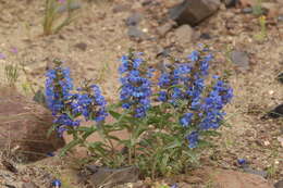 Penstemon acuminatus Dougl.的圖片