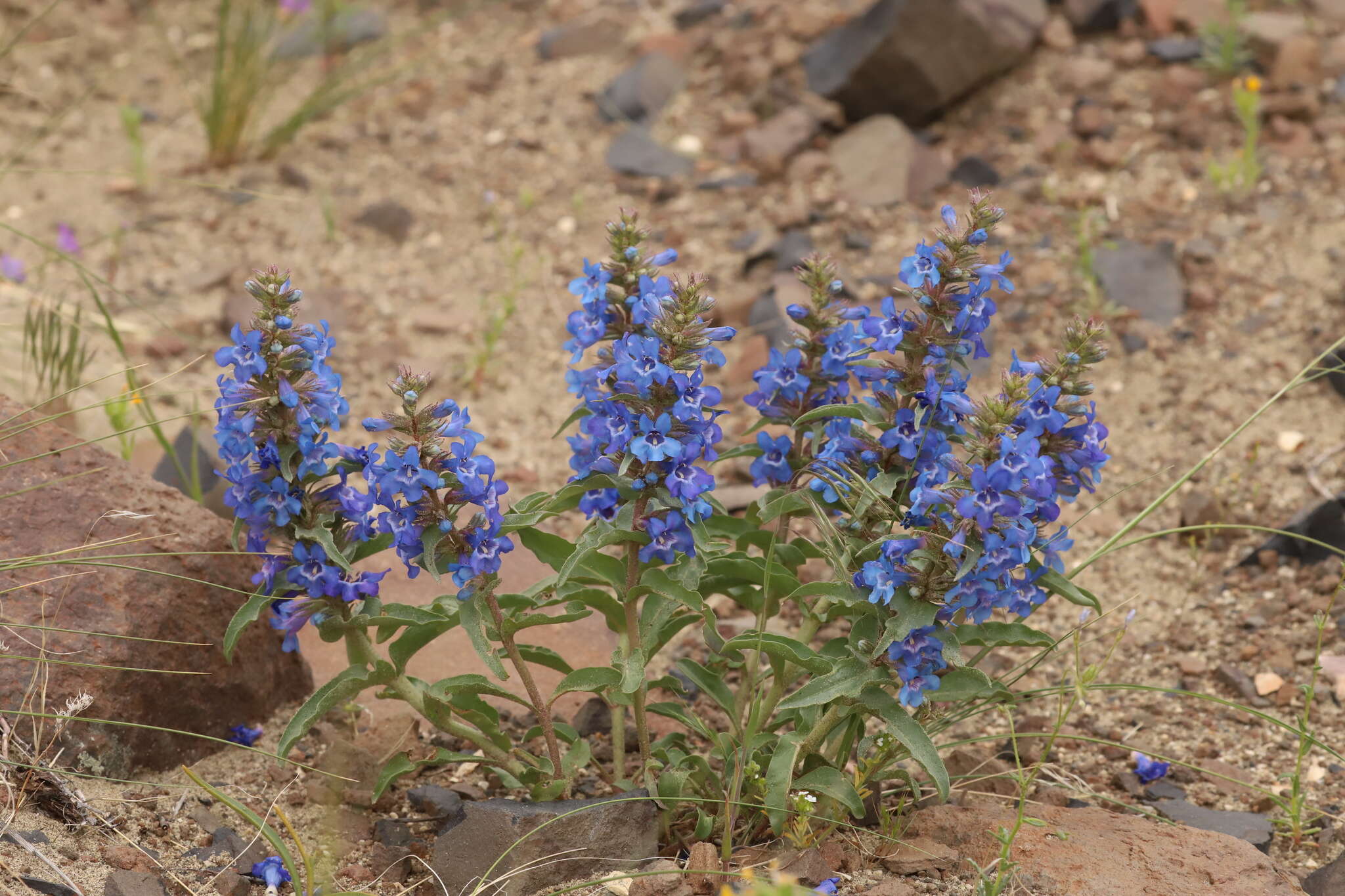 Image de Penstemon acuminatus Dougl.