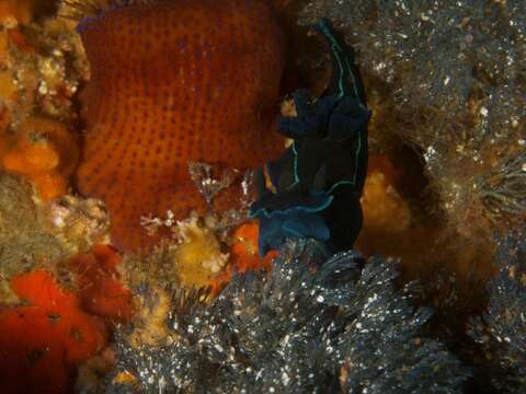 Image of Black nudibranch