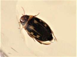 صورة Platambus maculatus (Linnaeus 1758)