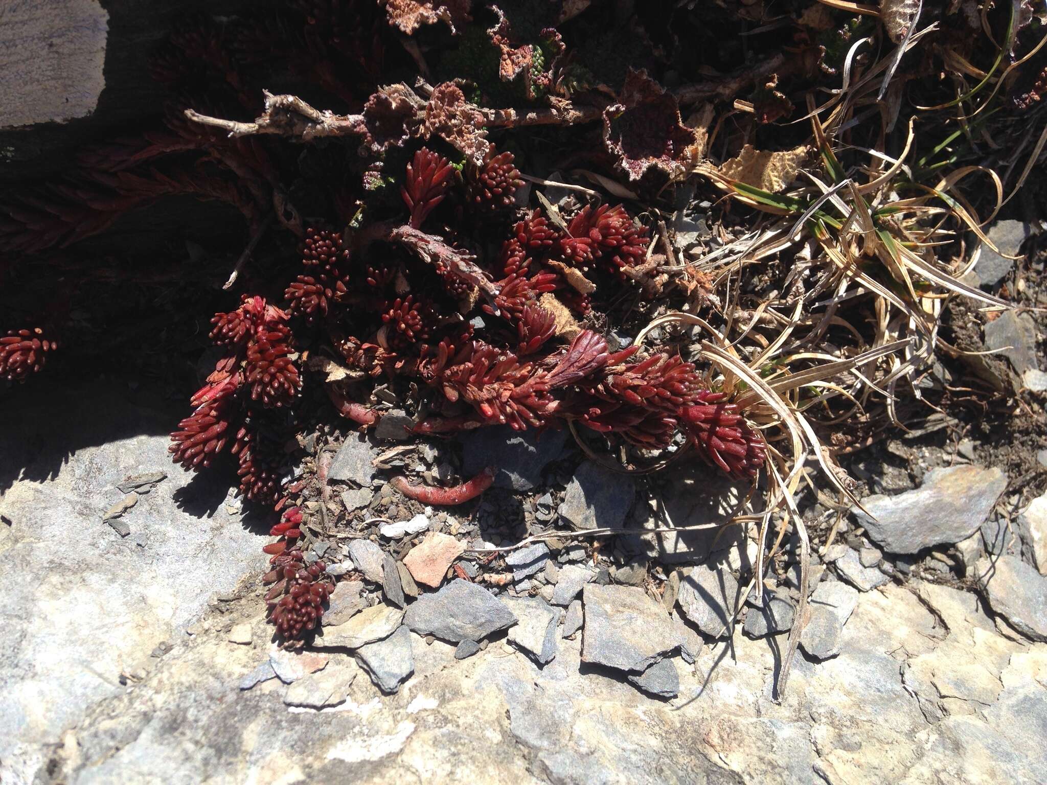 Image of Sedum morrisonense Hayata