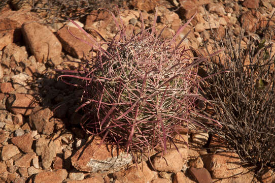 Image of Ferocactus gracilis subsp. tortulispinus