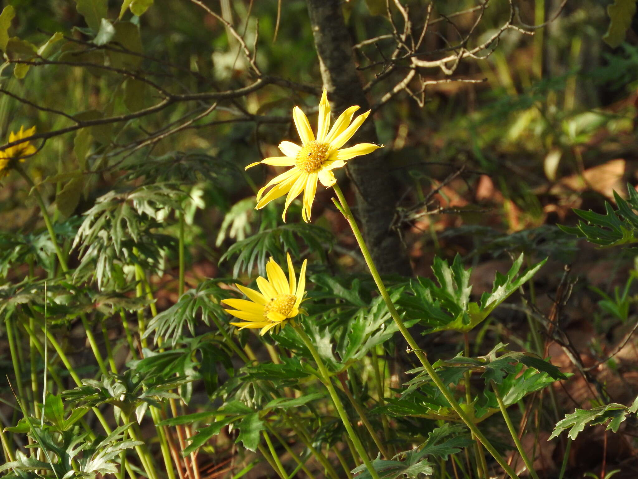 Pippenalia delphinifolia (Rydb.) Mc Vaugh resmi