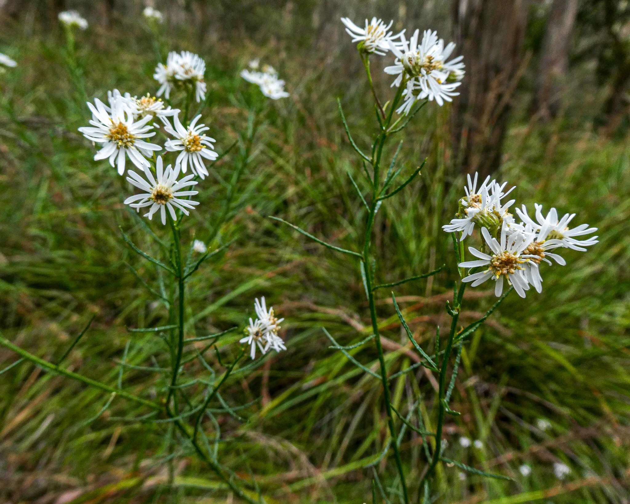 Image of swamp daisy-bush