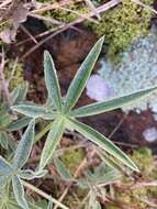 Image of Lupinus multiflorus Desr.