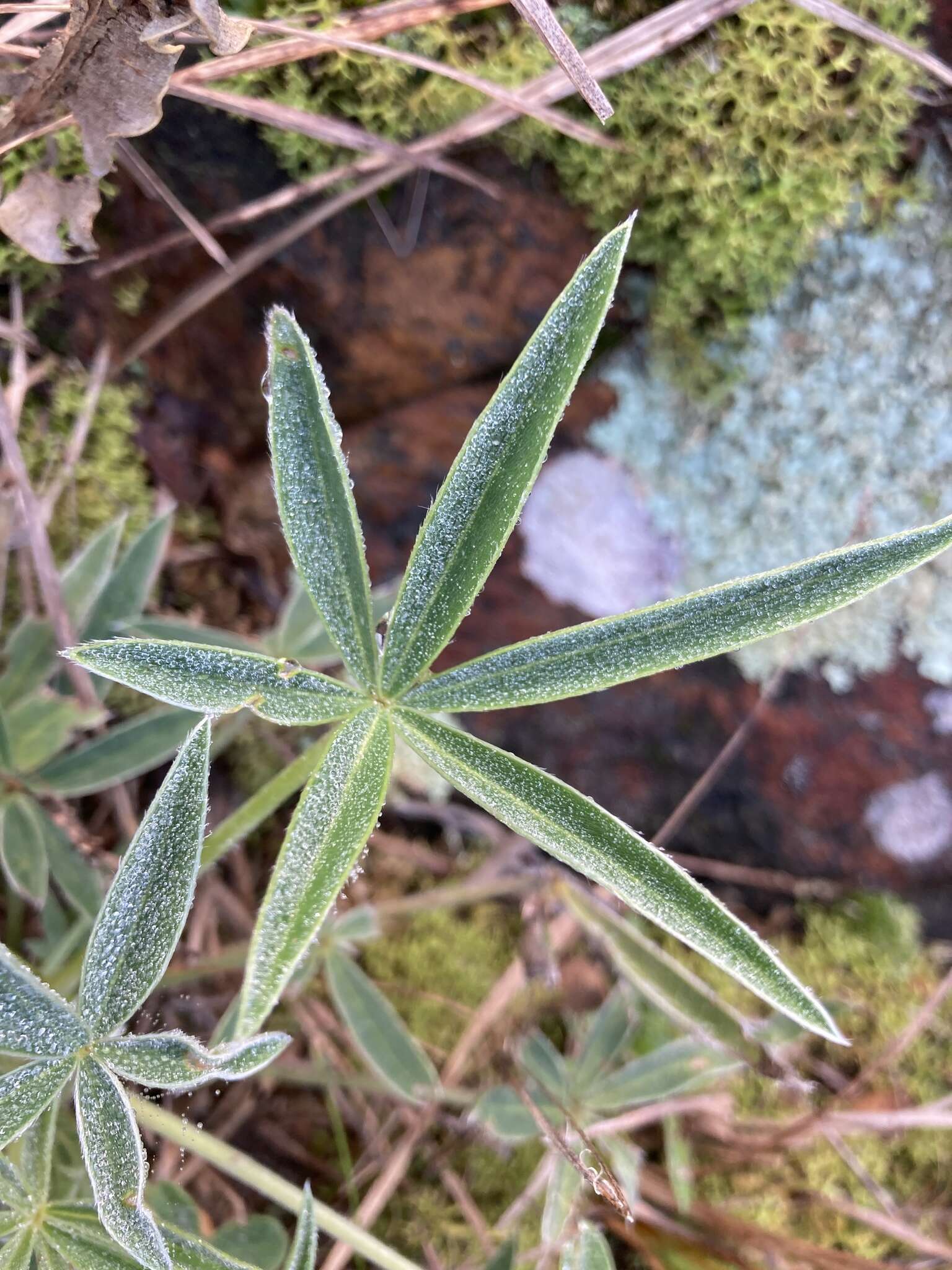 Image of Lupinus multiflorus Desr.