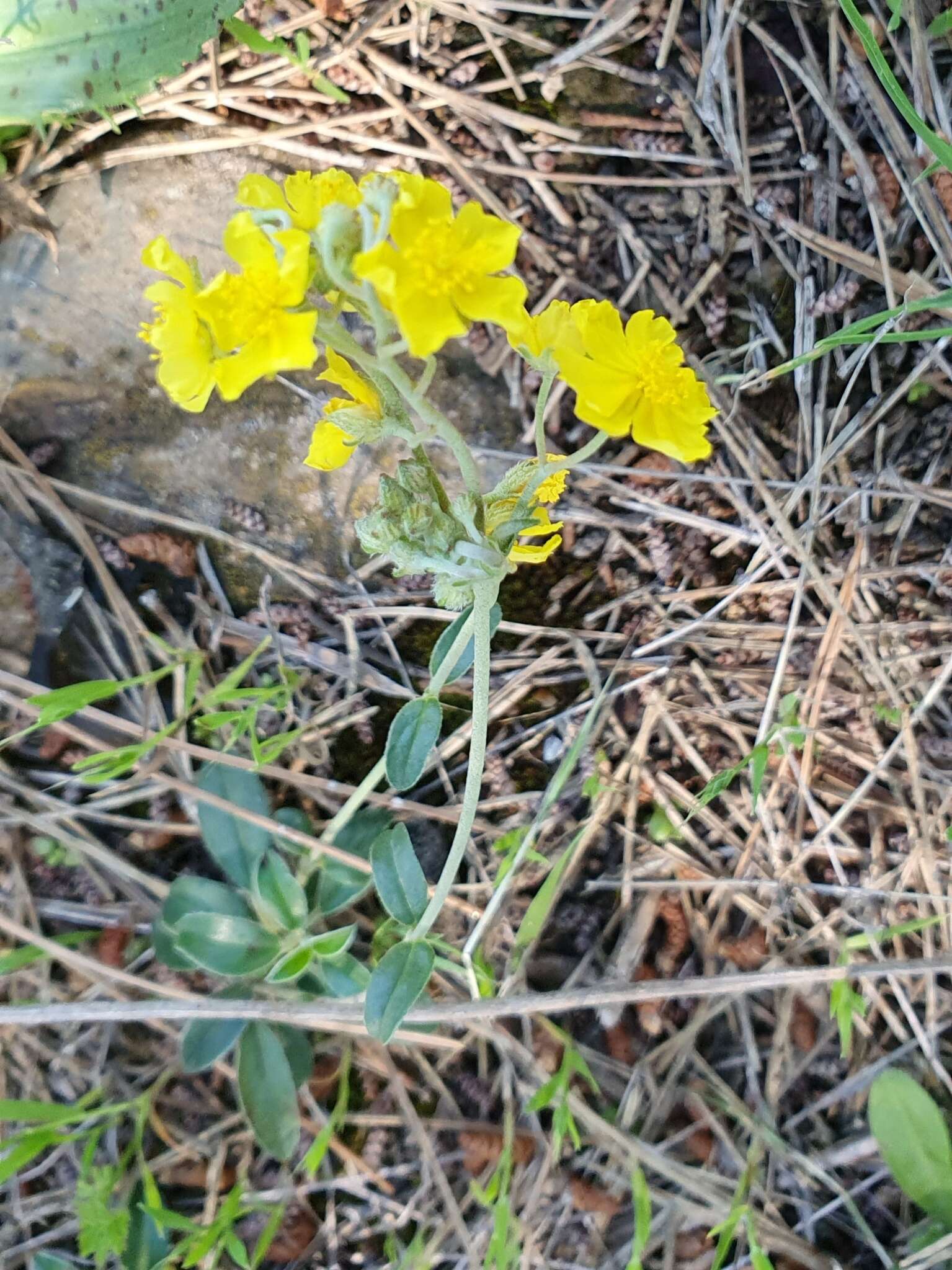 Image of Helianthemum cinereum (Cav.) Pers.