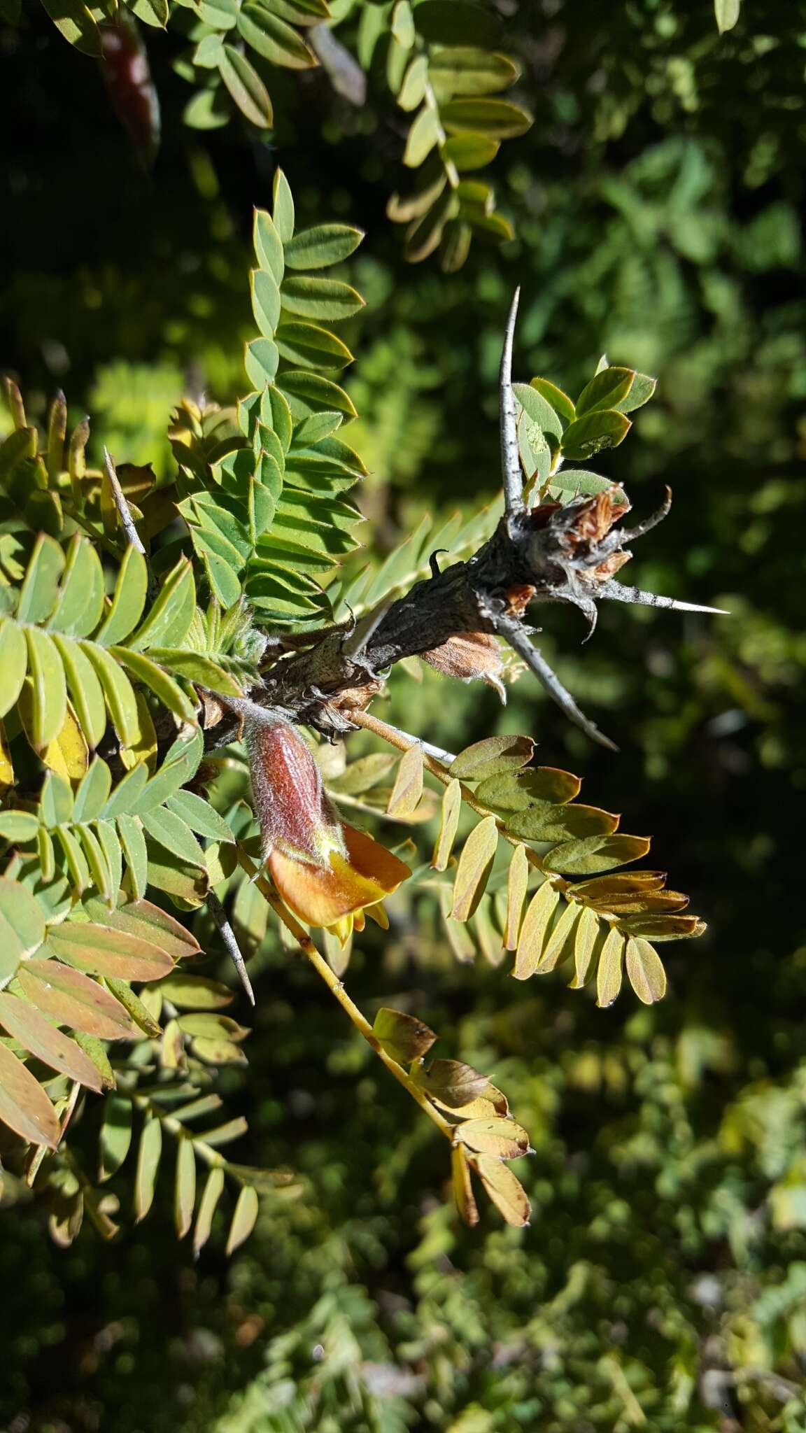 Image of Caragana sukiensis C. K. Schneid.